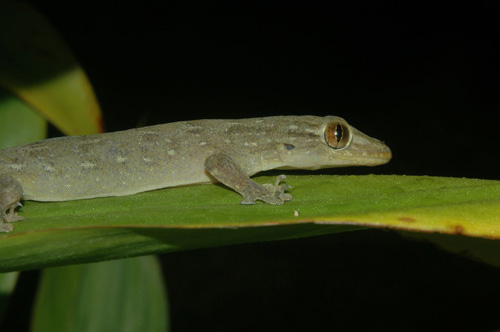Most species of gecko, such as those shown here (Gehyra oceanica) are nocturnal and lack eyelids.: Nocturnal geckos have excellent night vision which allows them to navigate easily through their environment while they search for prey. Photographed on Moorea, French Polynesia by Edward A. Ramirez and Peter H. Niewiarowski